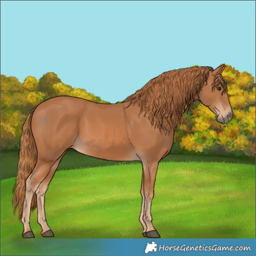 Horse Color:Chestnut 