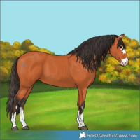 Horse Color:Bay 