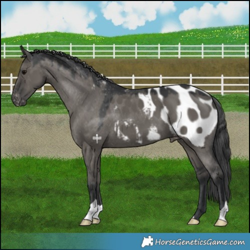 Horse Color:Grullo Appaloosa 