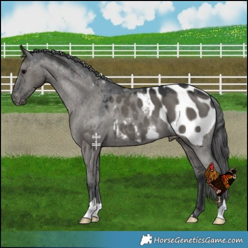 Horse Color:Grullo Blanket 