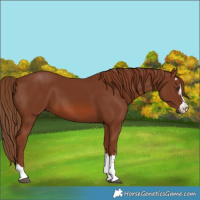 Horse Color:Chestnut 