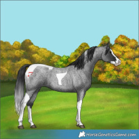 Horse Color:Blue Roan Splash Tobiano