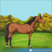 Horse Color:Bay Rabicano