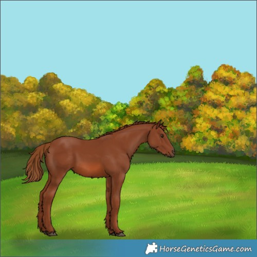 Horse Color:Chestnut 