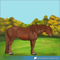 Horse Color:Chestnut 