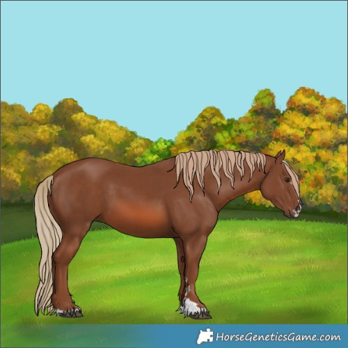 Horse Color:Chestnut 