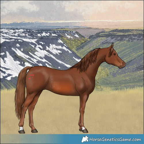 Horse Color:Chestnut Rabicano 