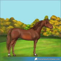 Horse Color:Chestnut Rabicano