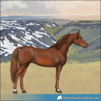 Horse Color:Chestnut Rabicano 