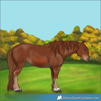 Horse Color:Chestnut 