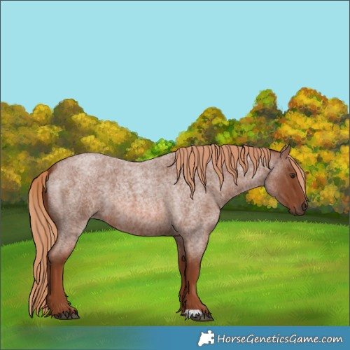 Horse Color:Red Roan 