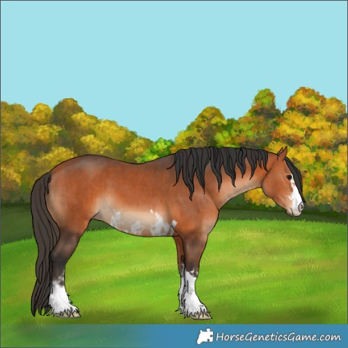 Horse Color:Bay  and Bay 