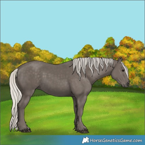 Horse Color:Silver Smoky Black 