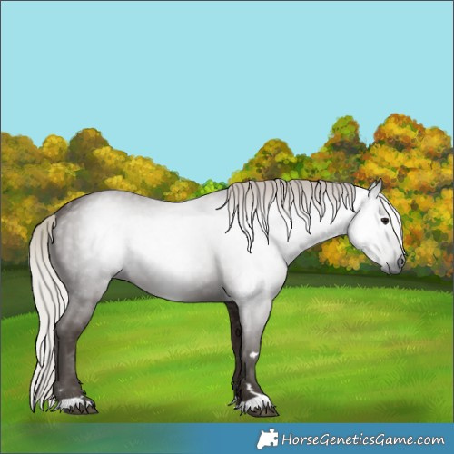 Horse Color:Gray Silver Black 