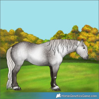 Horse Color:Gray Silver Black 