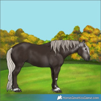 Horse Color:Gray Silver Black 