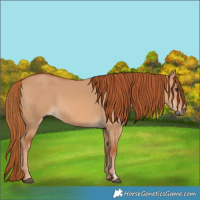 Horse Color:Red Dun 