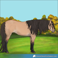 Horse Color:Bay Dun