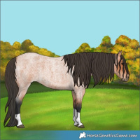 Horse Color:Bay Roan Tobiano