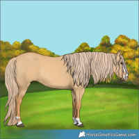 Horse Color:Red Dun 