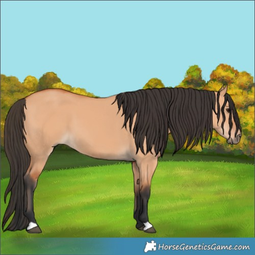 Horse Color:Bay Dun 