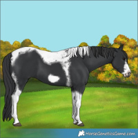 Horse Color:Black Tobiano Frame