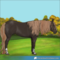 Horse Color:Liver Chestnut and Liver Chestnut