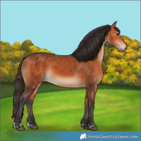 Horse Color:Bay and Bay