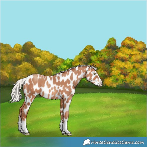 Horse Color:White Spotted Silver Sable Champagne Splash Appaloosa 