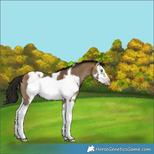 Horse Color:Gray Sable Cream Champagne Sabino Splash Frame 