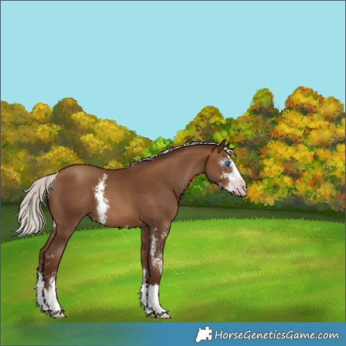 Horse Color:Gray Silver Sable Champagne Sabino Splash 