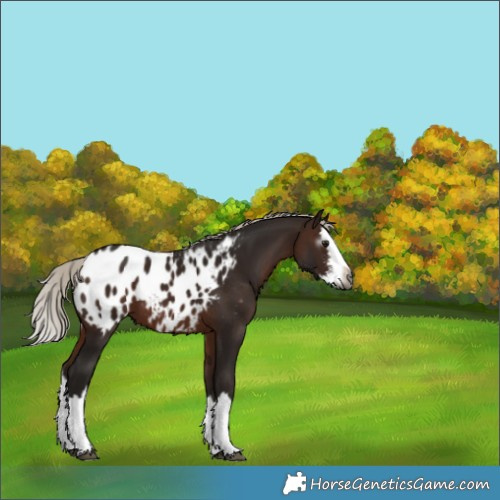Horse Color:Gray Silver Bay Sabino Splash Appaloosa 