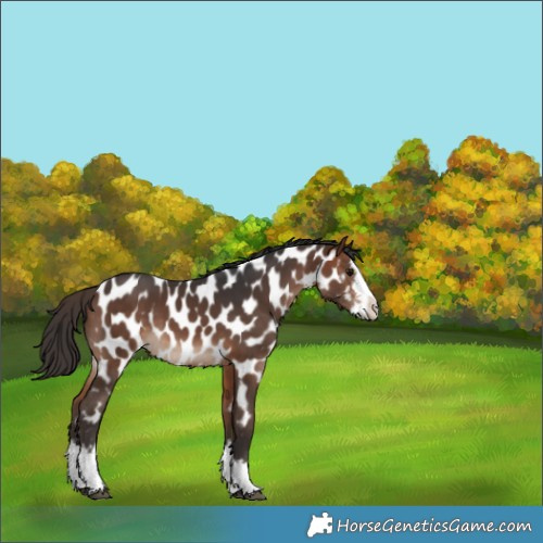 Horse Color:Bay Sabino Splash Appaloosa 