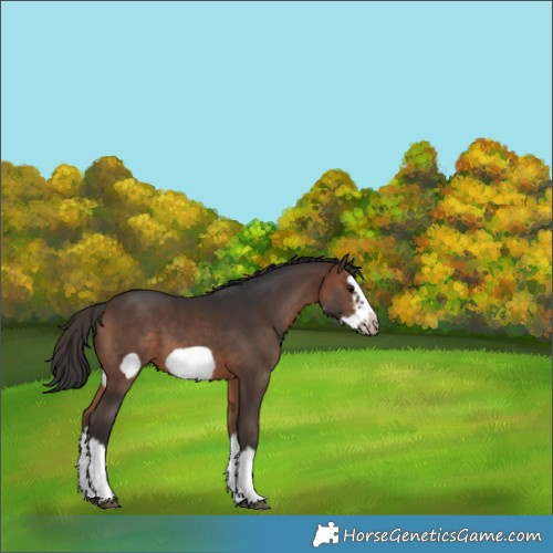 Horse Color:Brown Sabino Splash Frame 