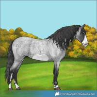 Horse Color:Blue Roan Frame Appaloosa 