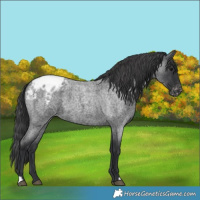 Horse Color:Blue Roan Varnish 