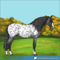 Horse Color:Blue Roan Near Leopard
