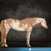 Horse Color:White Spotted Silver Sable Champagne Pearl  and Red Dun 