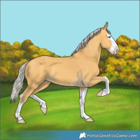 Horse Color:Silver Amber Cream Champagne Splash 