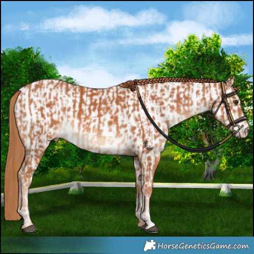 Horse Color:Chestnut  and Chestnut Near Leopard 