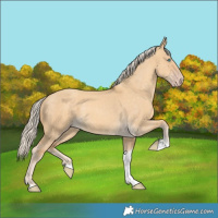 Horse Color:Gold Cream Champagne Dun Tobiano Rabicano 