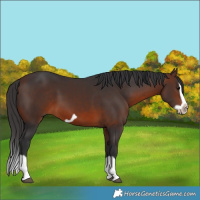 Horse Color:Brown Splash Frame 