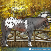 Horse Color:Brown Tobiano Blanket
