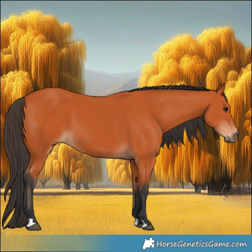 Horse Color:Bay 