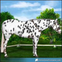 Horse Color:Liver Chestnut Leopard