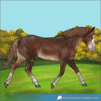 Horse Color:Liver Chestnut  and Liver Chestnut Splash 