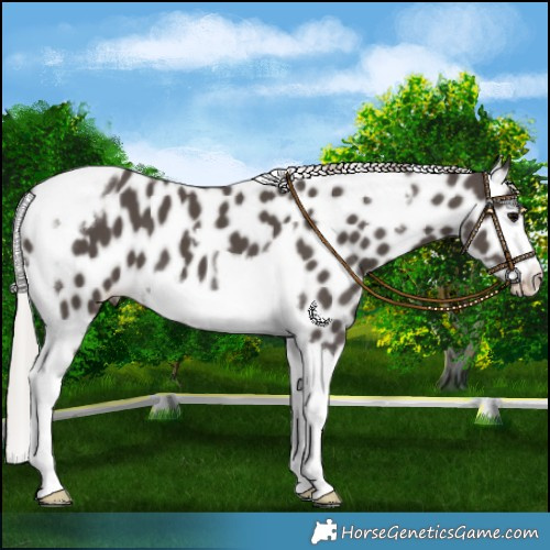 Horse Color:Silver Black Tobiano Frame Leopard 