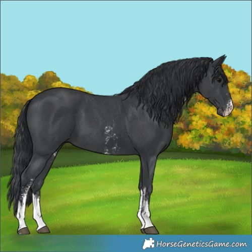 Horse Color:Black Sabino