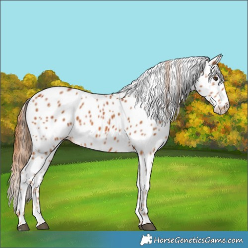 Horse Color:Unknown 