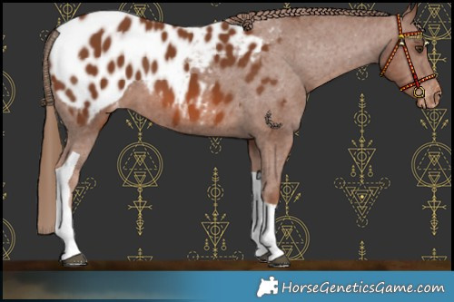 Horse Color:Chestnut Tobiano Appaloosa 